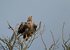 MMB 0693 havorn